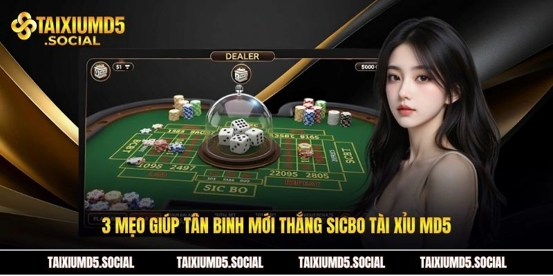 3 mẹo giúp tân binh mới thắng sicbo Tài xỉu MD5